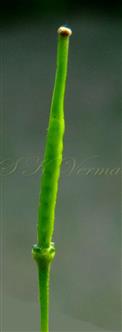 Young fruit with glands at base